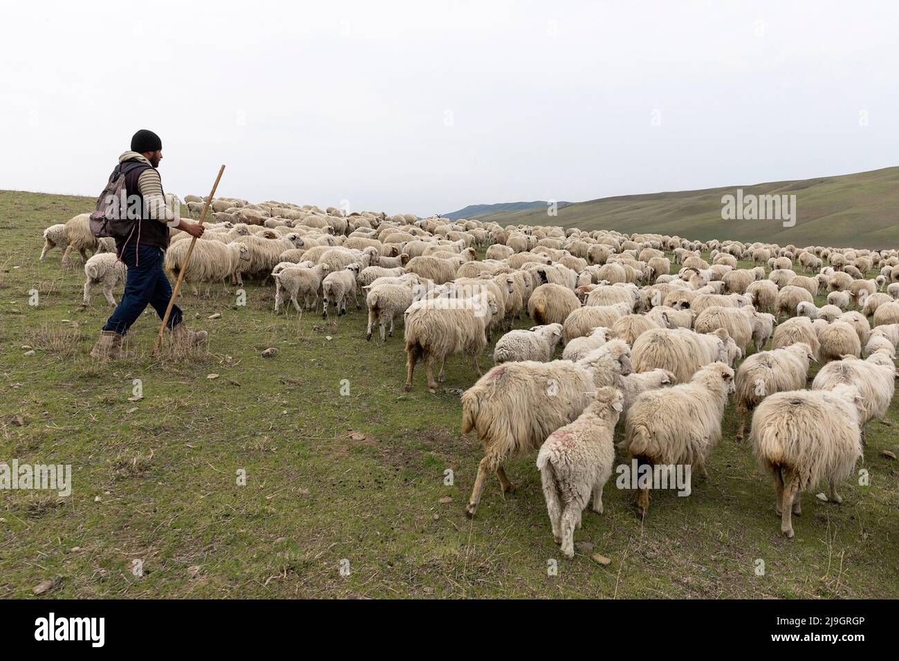 view of a herd or flock of sheep guarded by shepherd dogs and shepherd