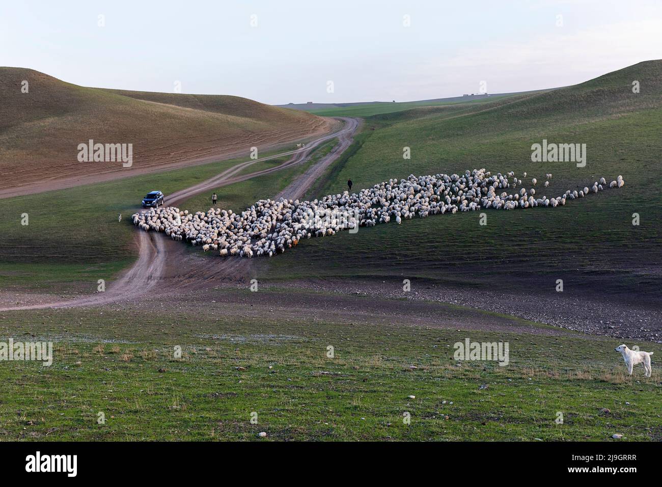 view of a herd or flock of sheep guarded by shepherd dogs on beautiful