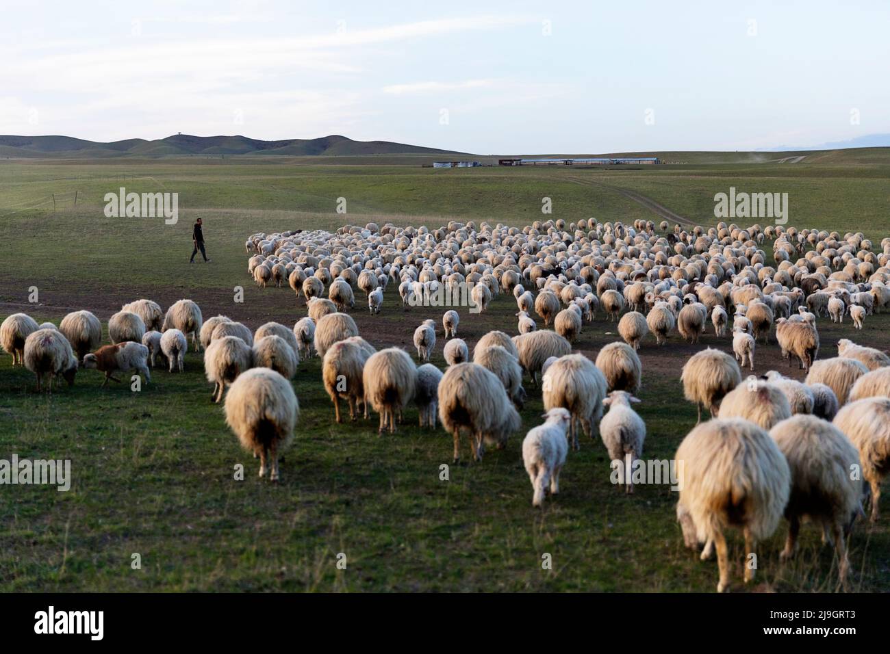 Local shepherd herding his flock, herd of sheep on the grassland, plains of Vashlovani national park in Georgia Stock Photo
