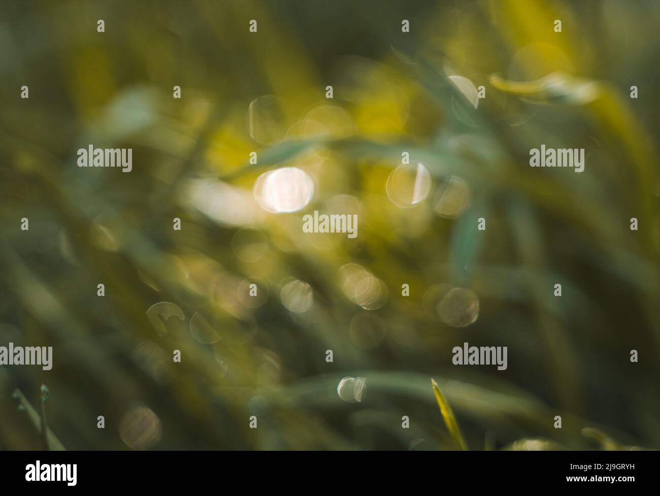 Abstract natural background. Blurred grass with highlights. Stock Photo