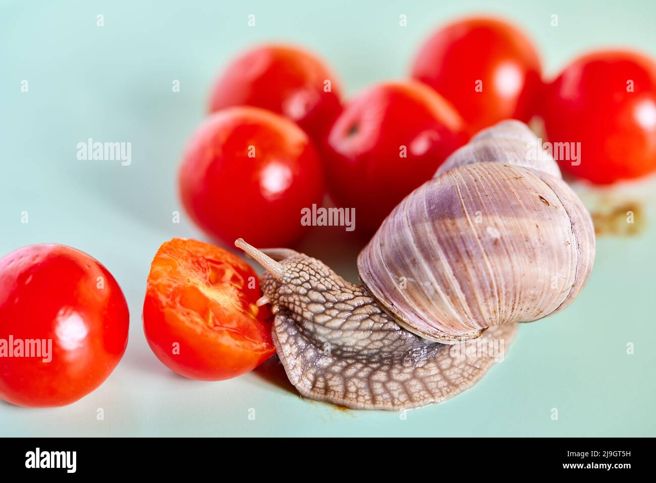 Helix pomatia (Roman snail or Burgundy snail) eating tomatoes Stock Photo