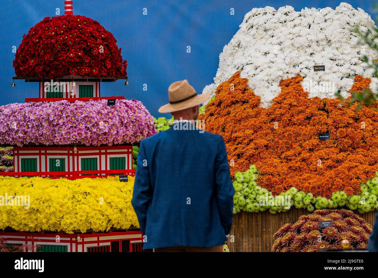 London, UK. 23rd May, 2022. The National Chrysanthemum Society stand with Mount Fugi and a view of Japan - This year the Grand Pavilion has its usual floral displays mixed with the Discovery Zone. The 2022 Chelsea Flower Show. Credit: Guy Bell/Alamy Live News Stock Photo