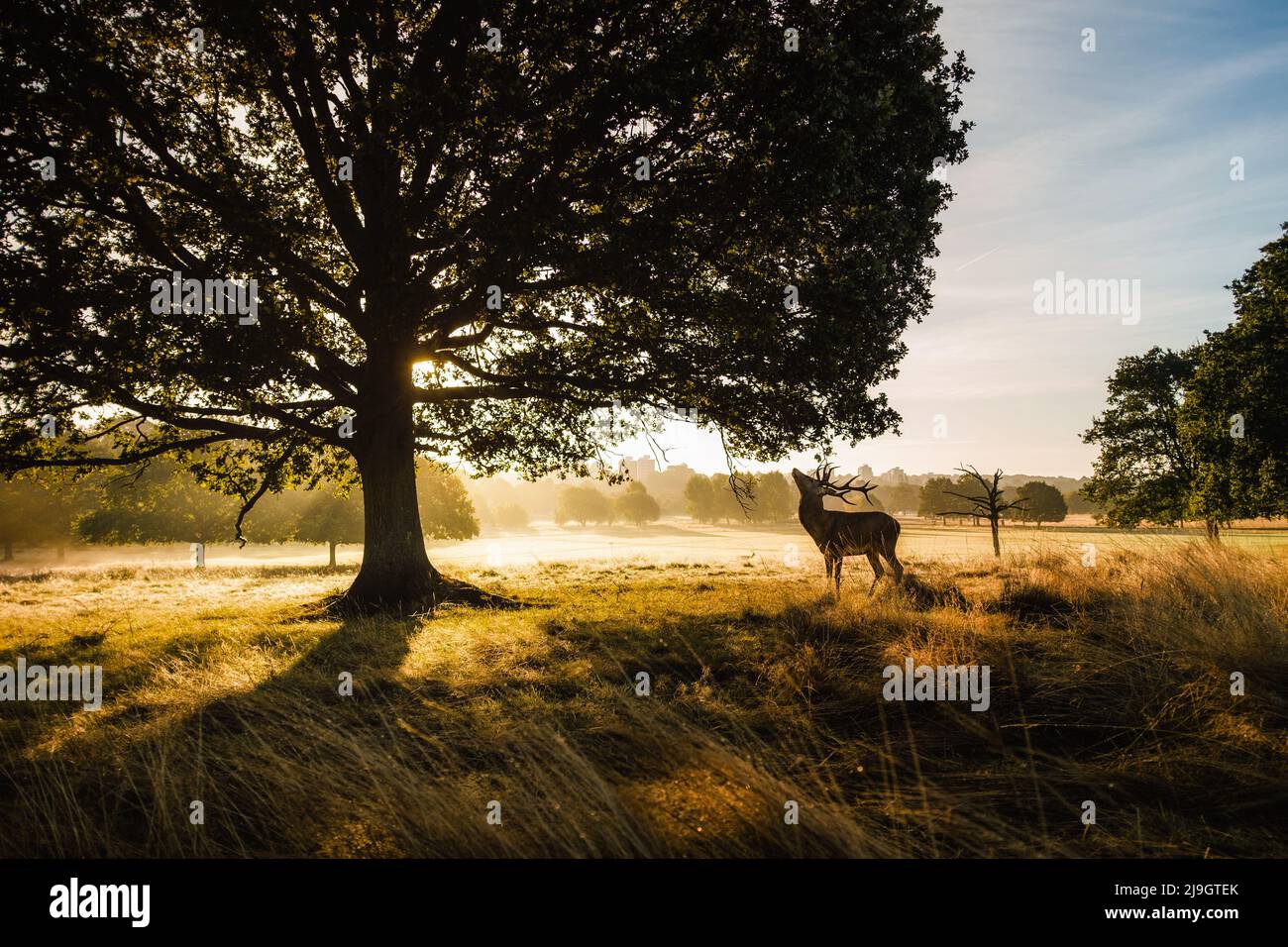 A red deer stag stands beneath a tree with a London skyline in the background as sunbeams shine though the mist. Stock Photo