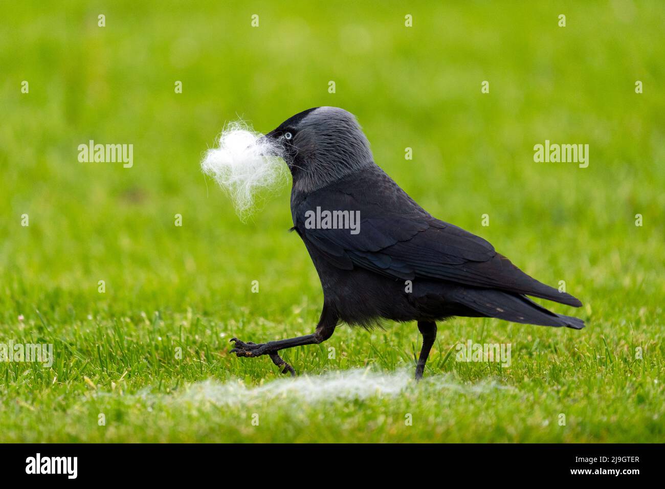 Pied wagtail (Motacilla alba) Stock Photo