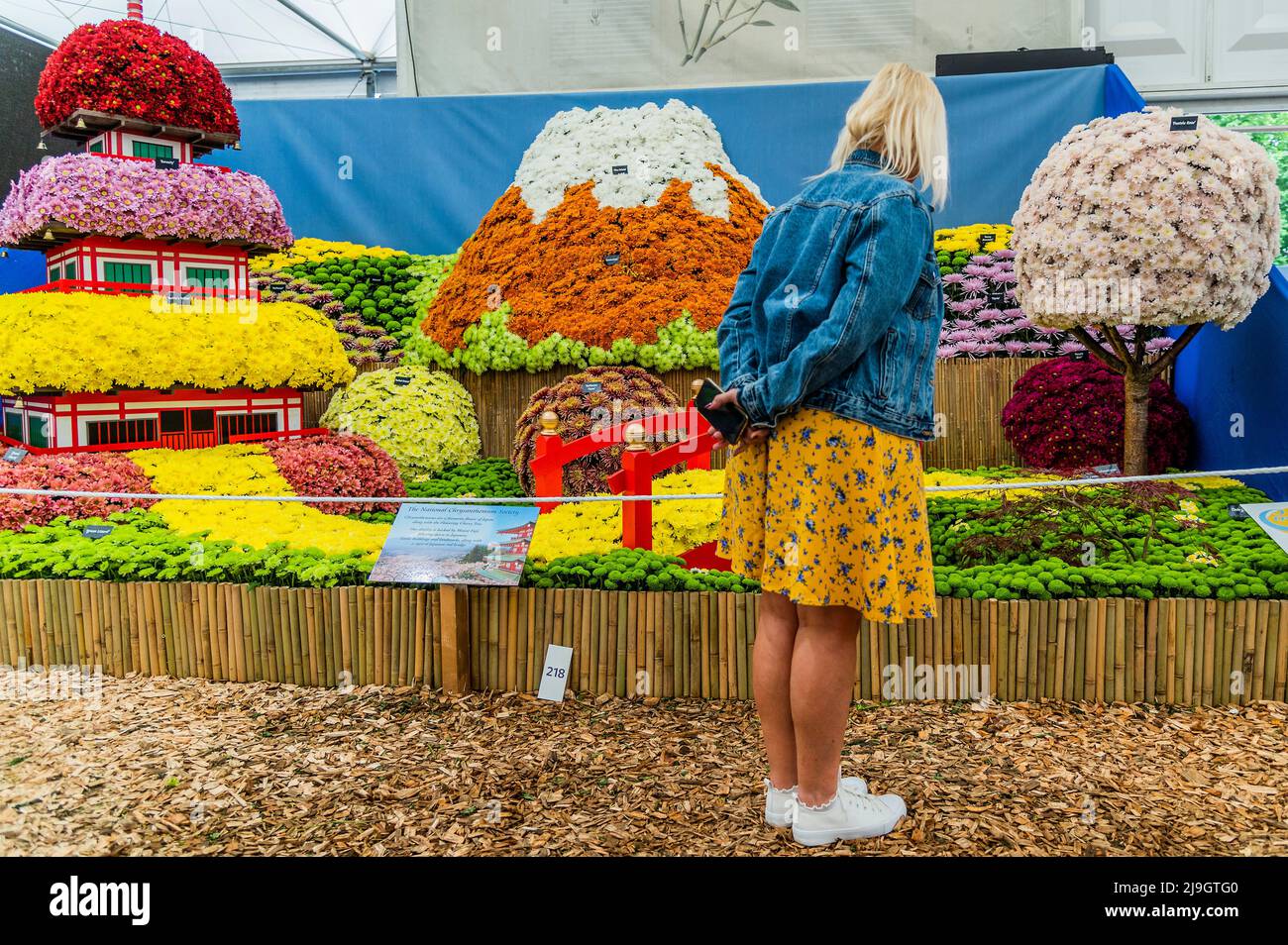 London, UK. 23rd May, 2022. The National Chrysanthemum Society stand with Mount Fugi and a view of Japan - This year the Grand Pavilion has its usual floral displays mixed with the Discovery Zone. The 2022 Chelsea Flower Show. Credit: Guy Bell/Alamy Live News Stock Photo