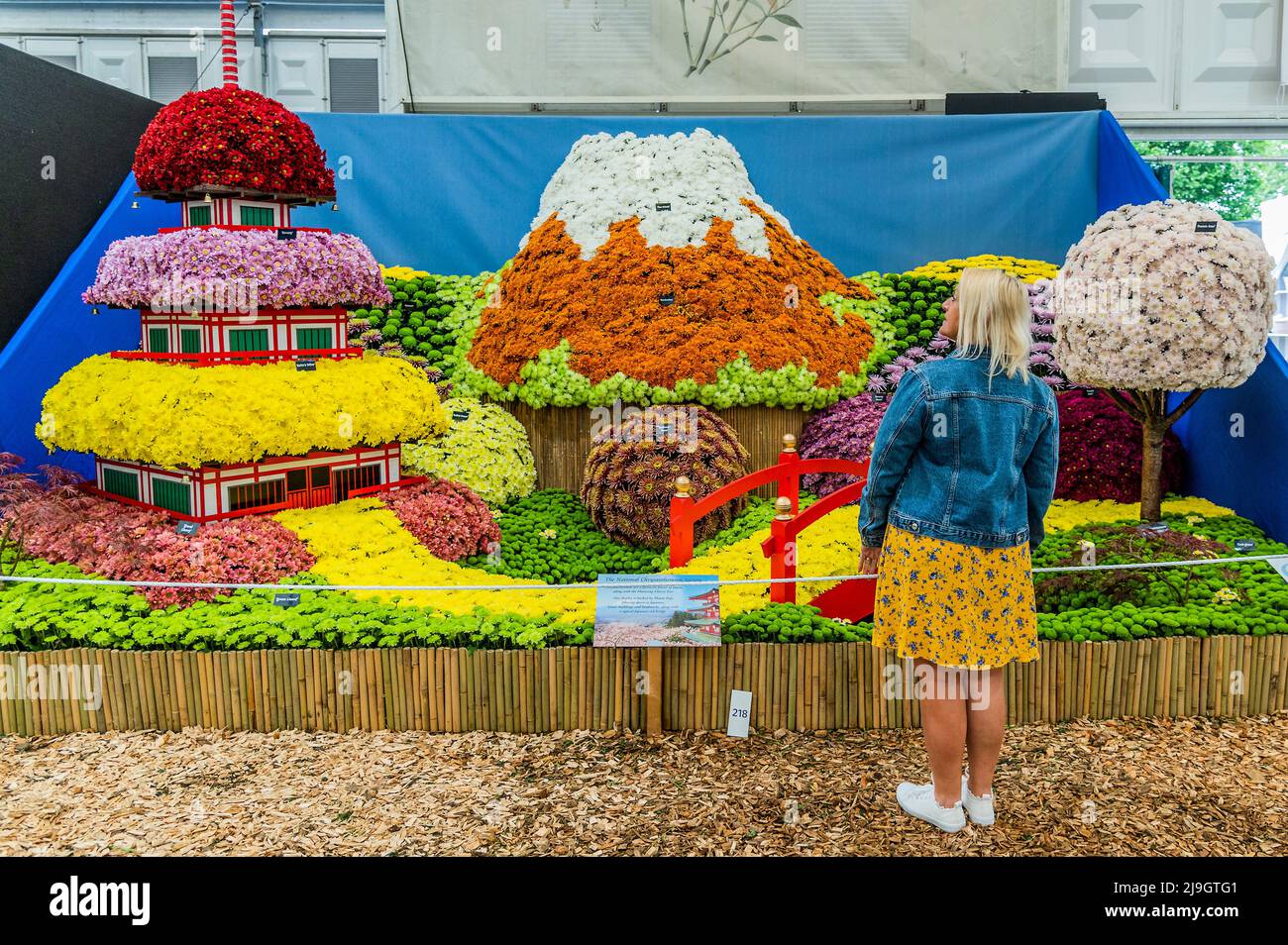 London, UK. 23rd May, 2022. The National Chrysanthemum Society stand with Mount Fugi and a view of Japan - This year the Grand Pavilion has its usual floral displays mixed with the Discovery Zone. The 2022 Chelsea Flower Show. Credit: Guy Bell/Alamy Live News Stock Photo