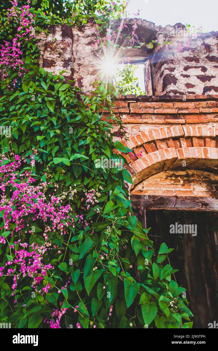 Blooming Bleeding Heart Vine on the old brick wall of an abandoned house, the sun shines through the brick arch on pink flowers and green leaves. Stock Photo