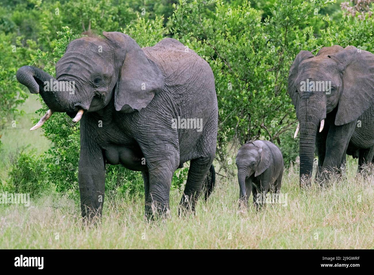 African bush elephant (Loxodonta africana), two cows with calf in the Kruger National Park, Mpumalanga province, South Africa Stock Photo