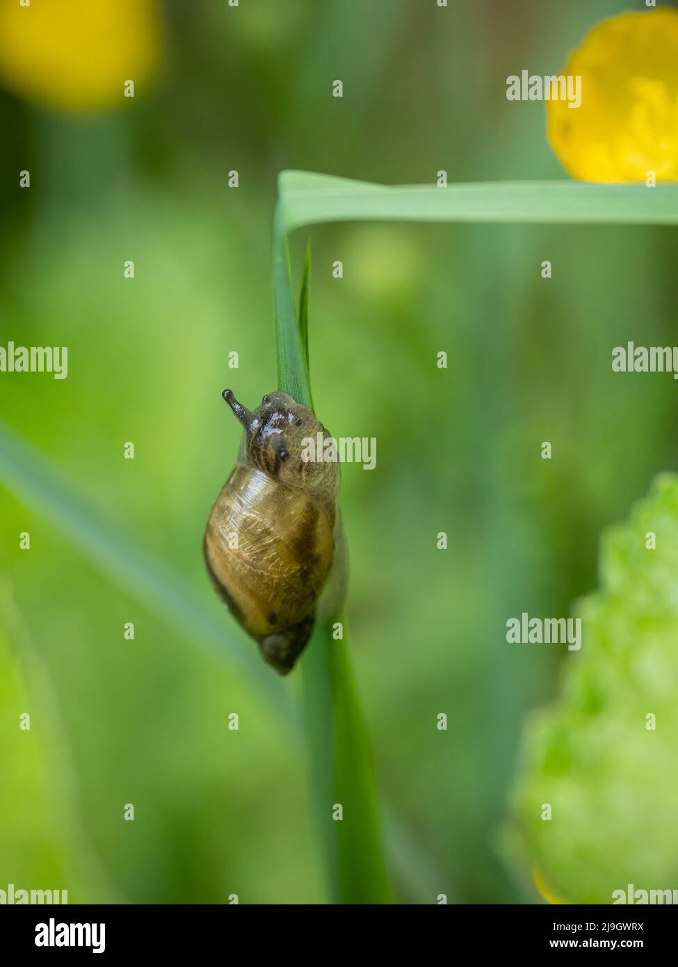 Succinea putris snail macro Stock Photo