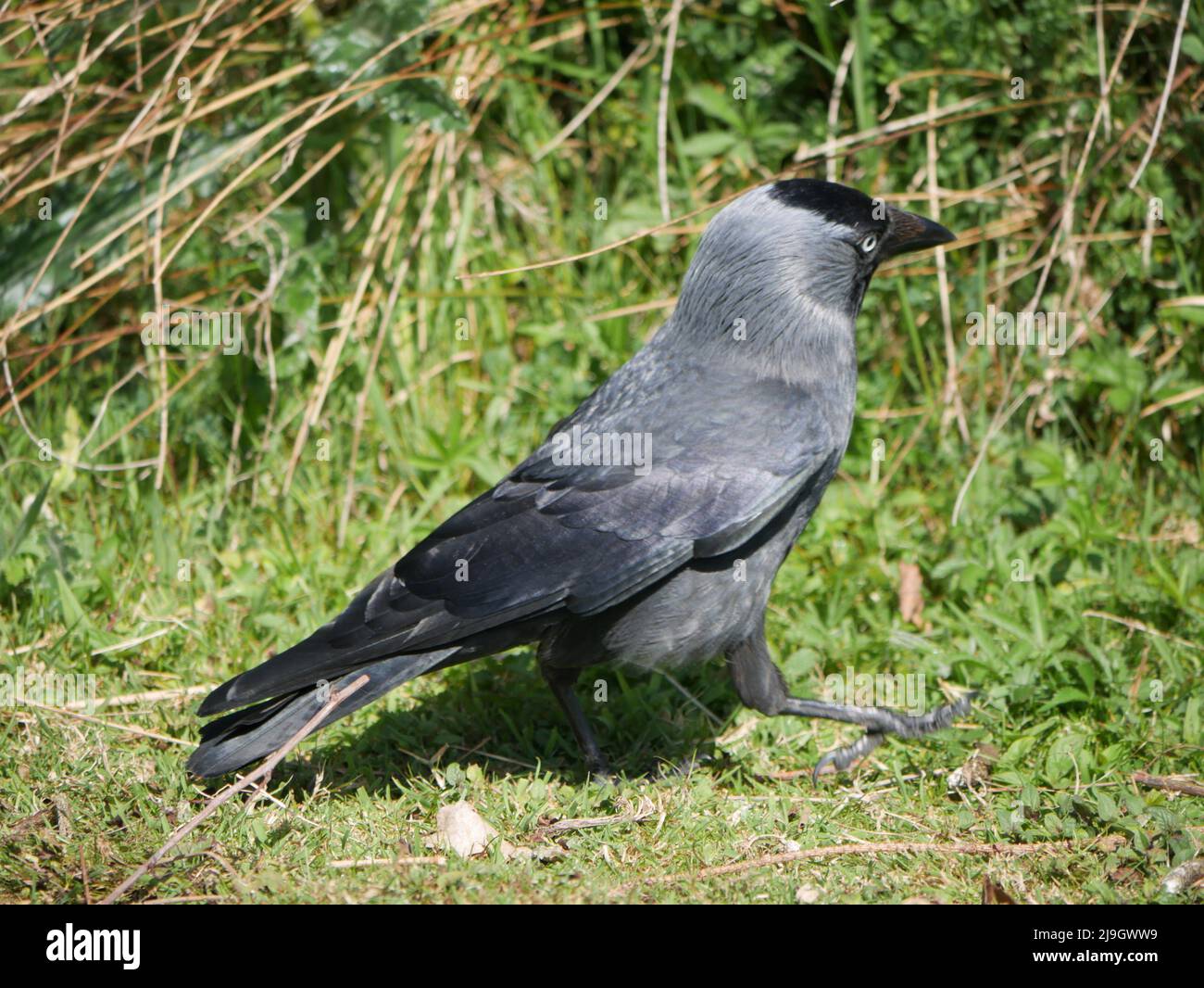 Jackdaw - Corvus monedula strolling on the grass Stock Photo