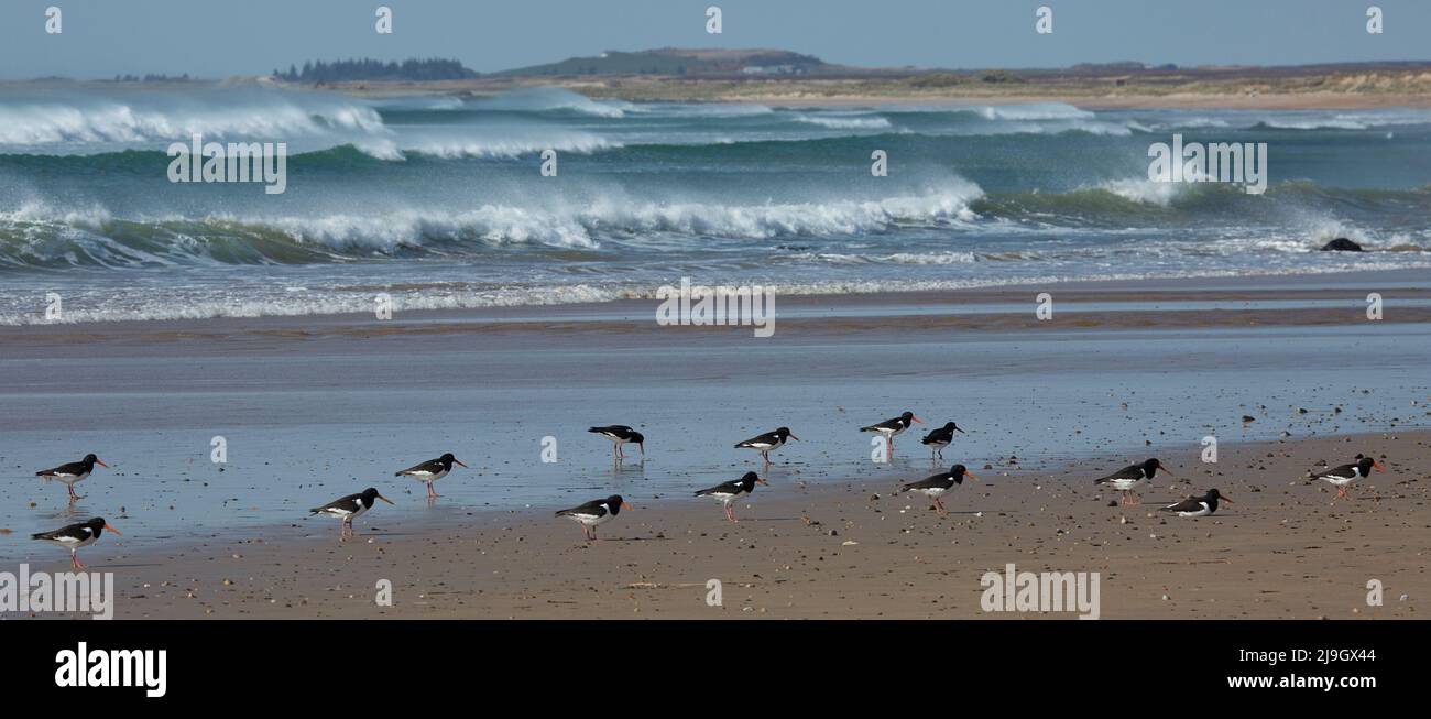 Kintra beach, Islay, Scotland Stock Photo