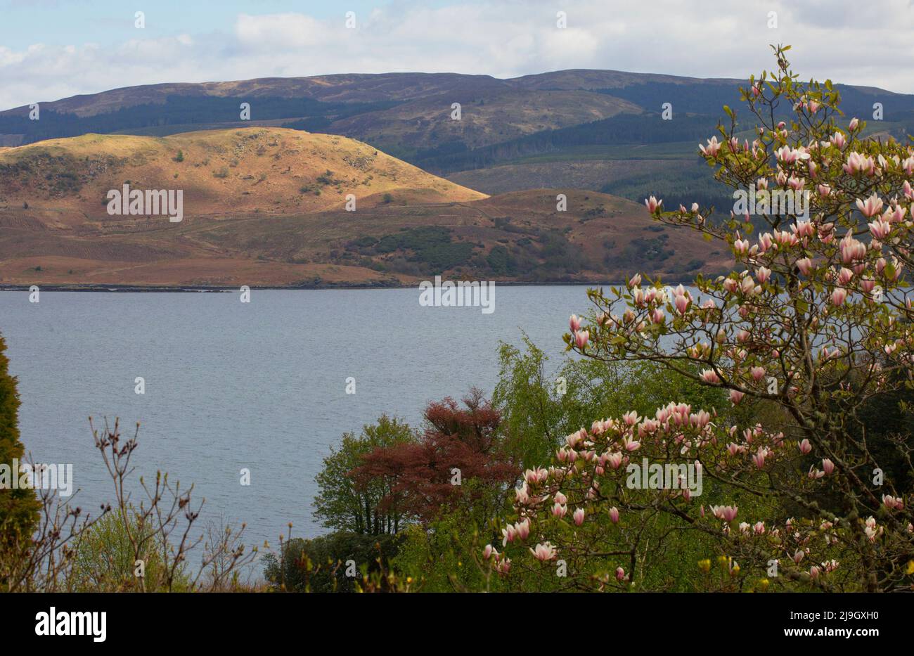 Nagnolia at Crarae Gardens, Loch Fyne, Scotland Stock Photo