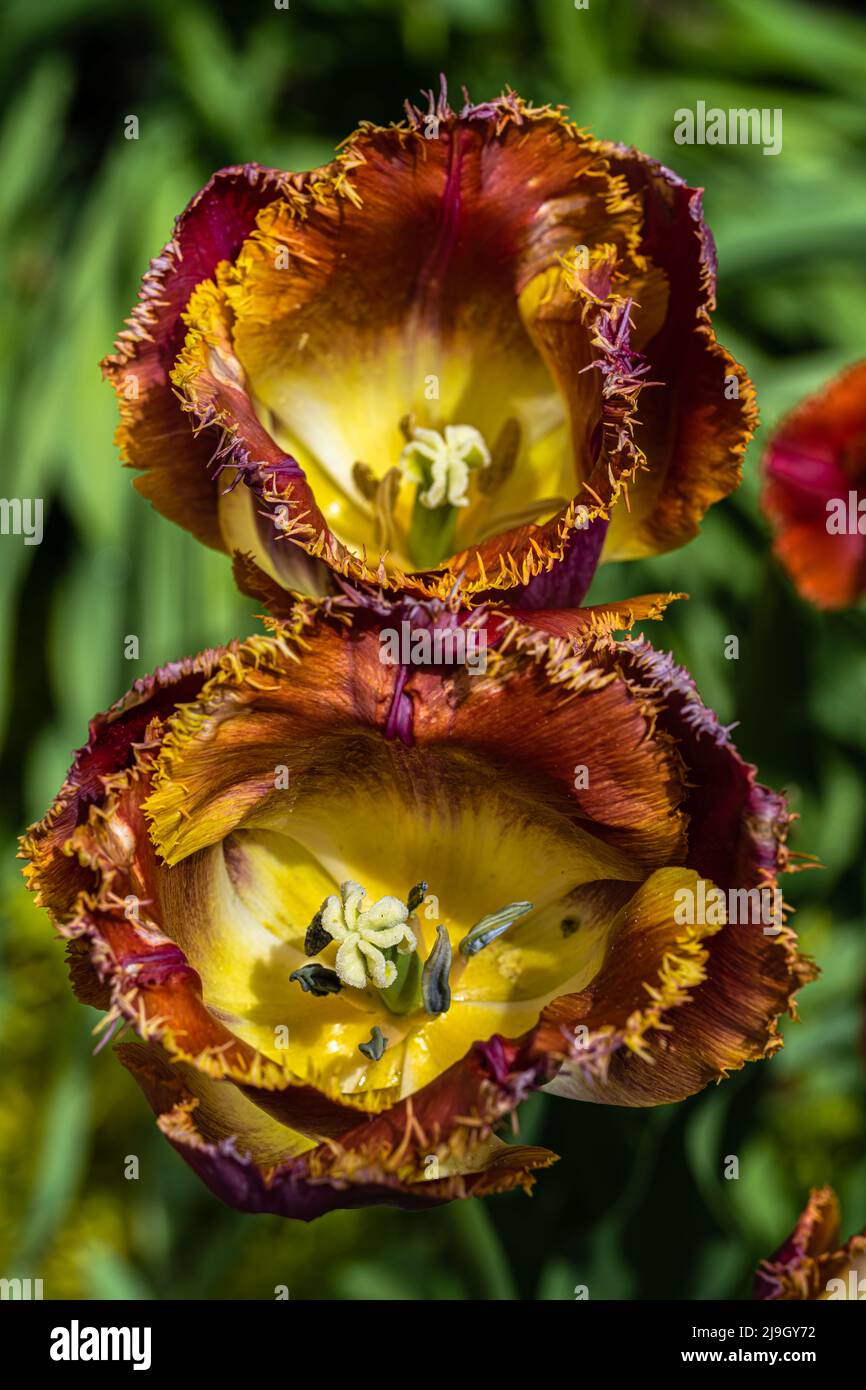 Shaggy Red Tulip Flower in Spring Stock Photo
