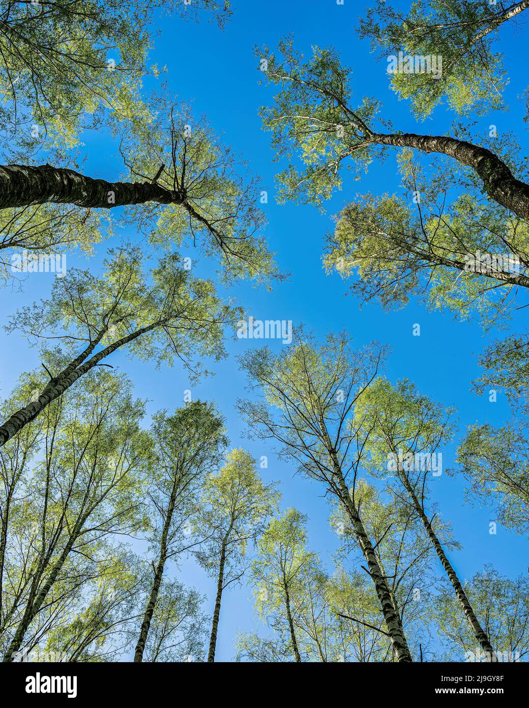 Birch trees against clear hi-res stock photography and images - Alamy