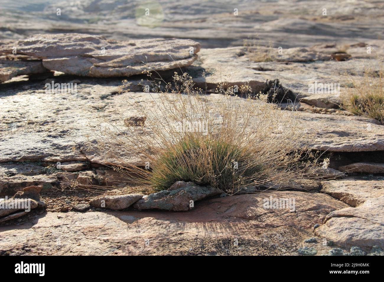 Small dry bush on flat volcanic rocks in the Bektau-Ata tract in summer Stock Photo