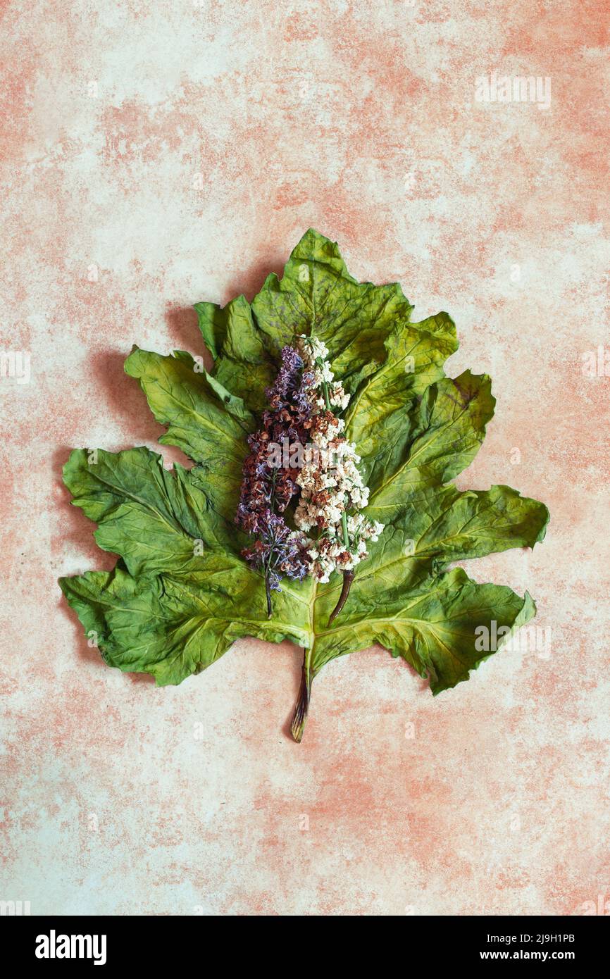 Two bouquets of white and purple lilacs on a large acanthus leaf resting on an abstract pastel-colored background with textured artistic painting. Stock Photo