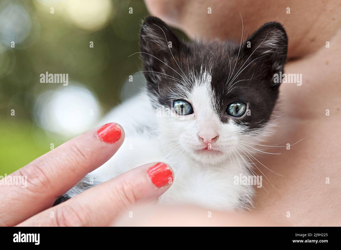 5 week-old kitten Stock Photo