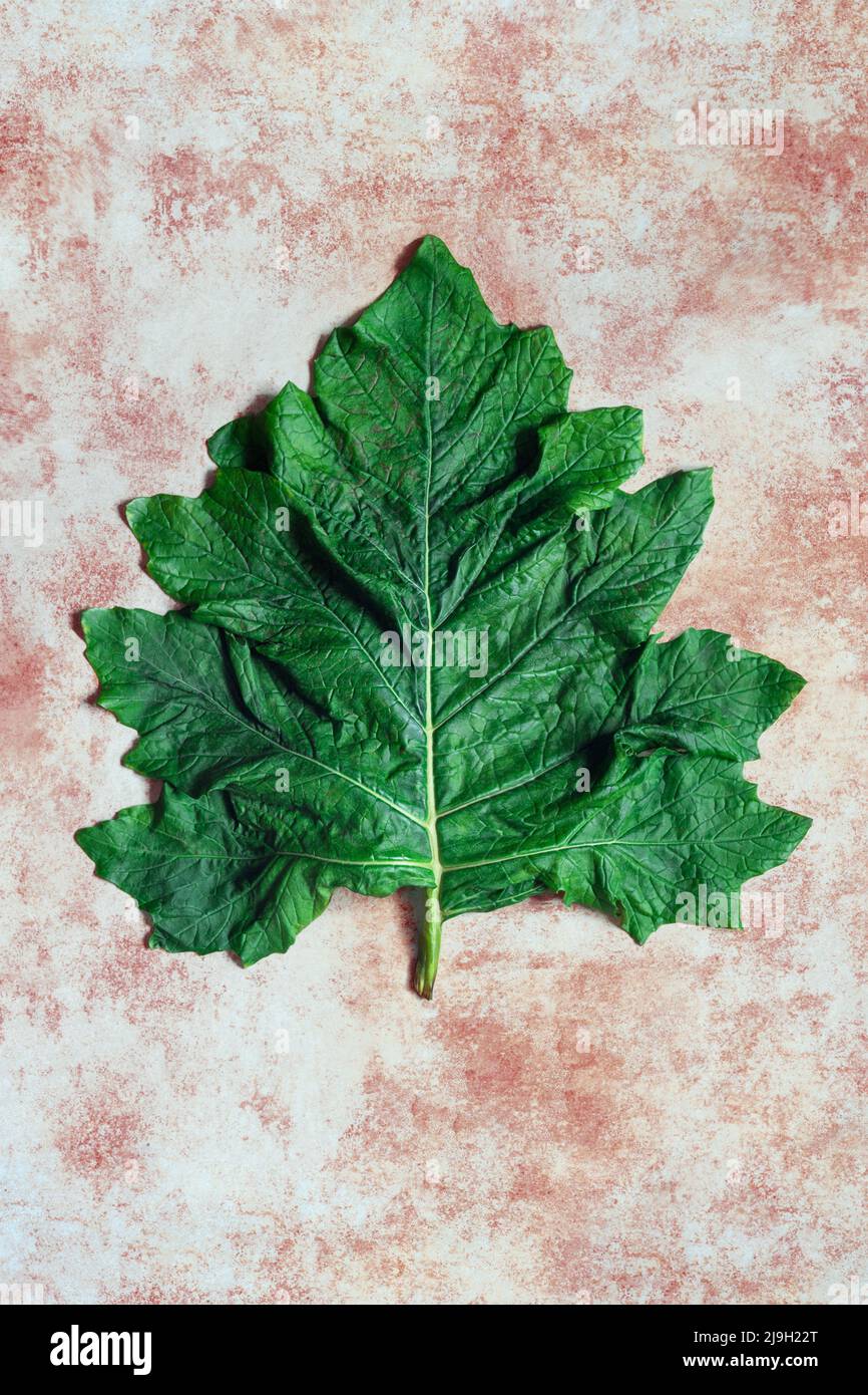 A large leaf of a plant in the family Acanthaceae from the Mediterranean region on an artistic painting background with texture.  Sustainability. Stock Photo