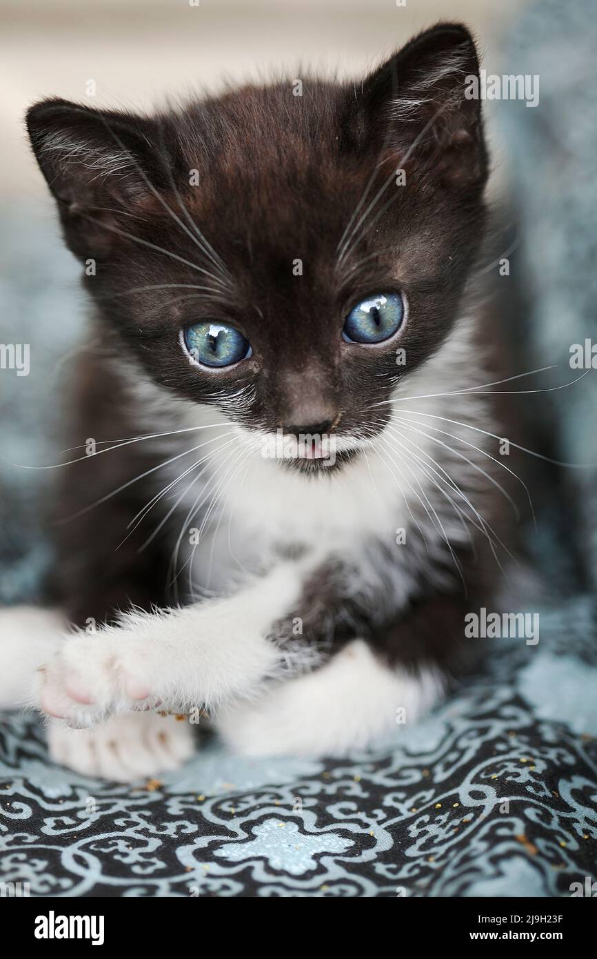 5 week-old kitten Stock Photo