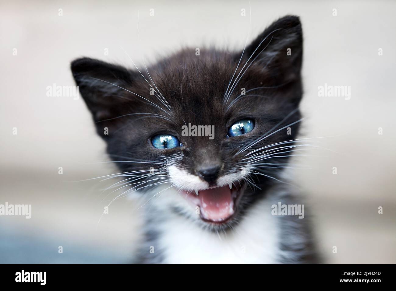 5 week-old kitten meowing. Stock Photo