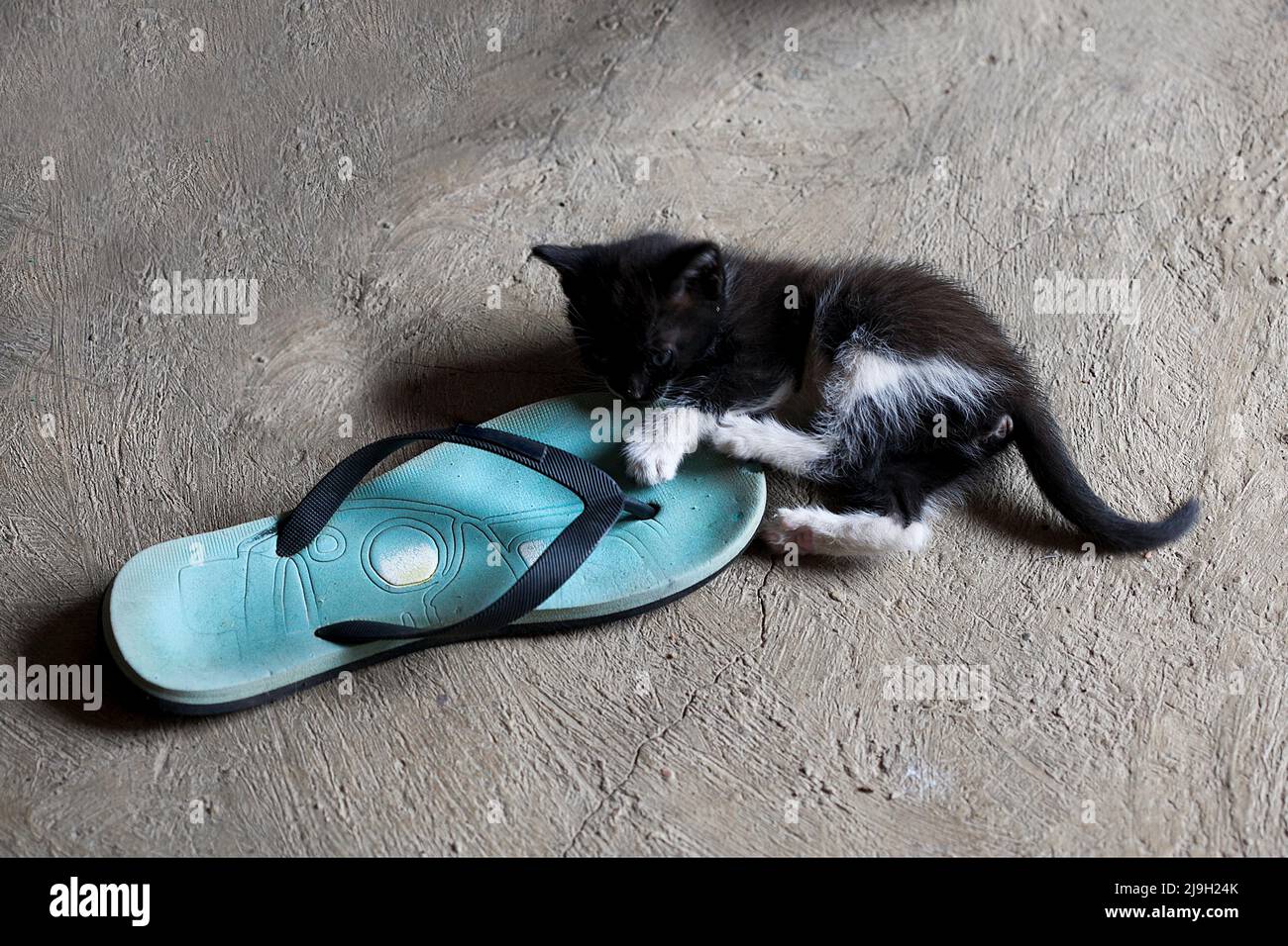 5 week-old kitten playing with flip-flop. Stock Photo