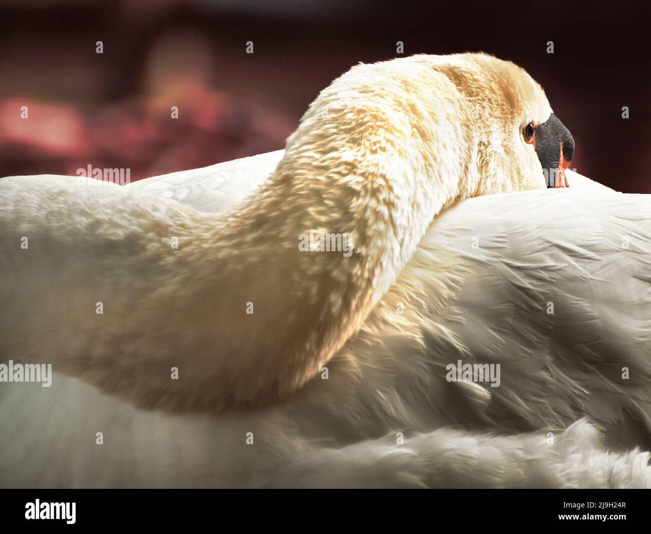 Mute Swan resting on a shore at sundown Stock Photo