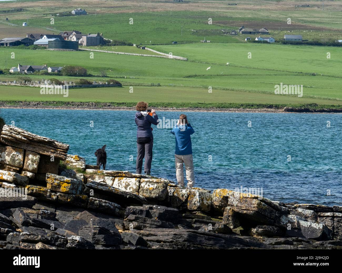 Two people watching gannets diving for fish in Eynhallow Sound, Orkney, Scotland. Stock Photo