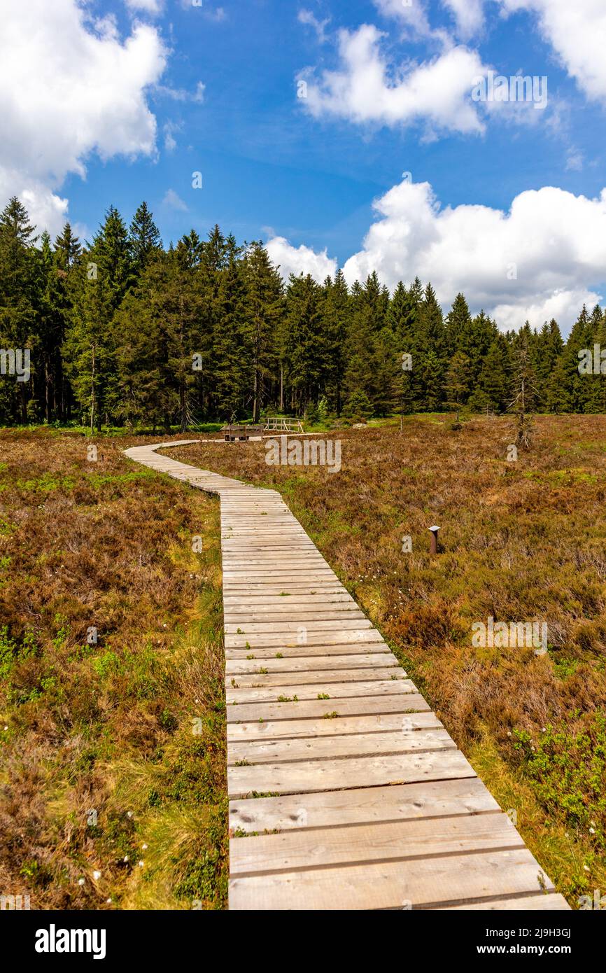 Hike to the high moor near Oberhof in the Thuringian Forest - Thuringia ...