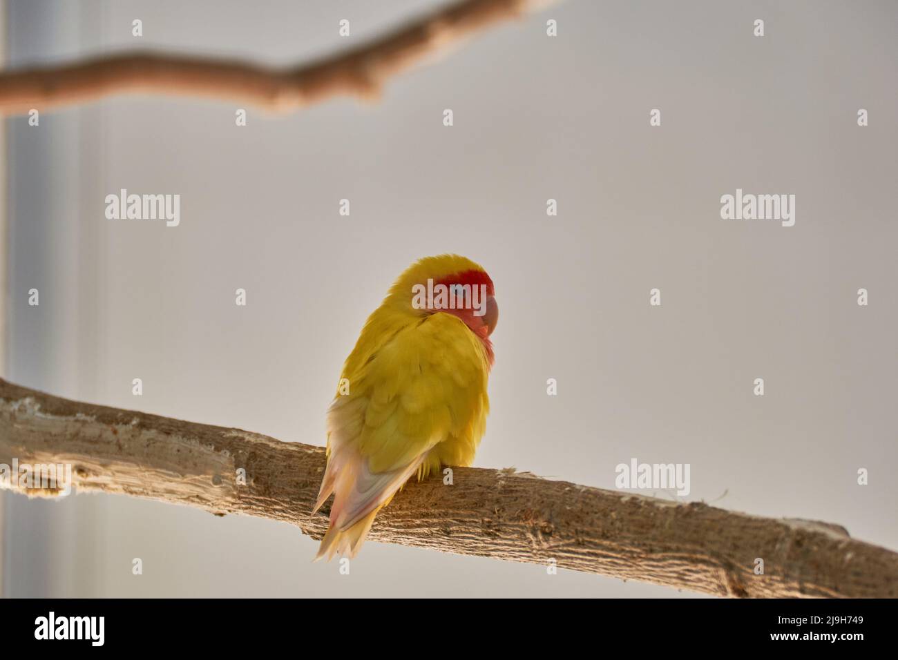 Close up of a yellow Lovebird Agapornis Stock Photo