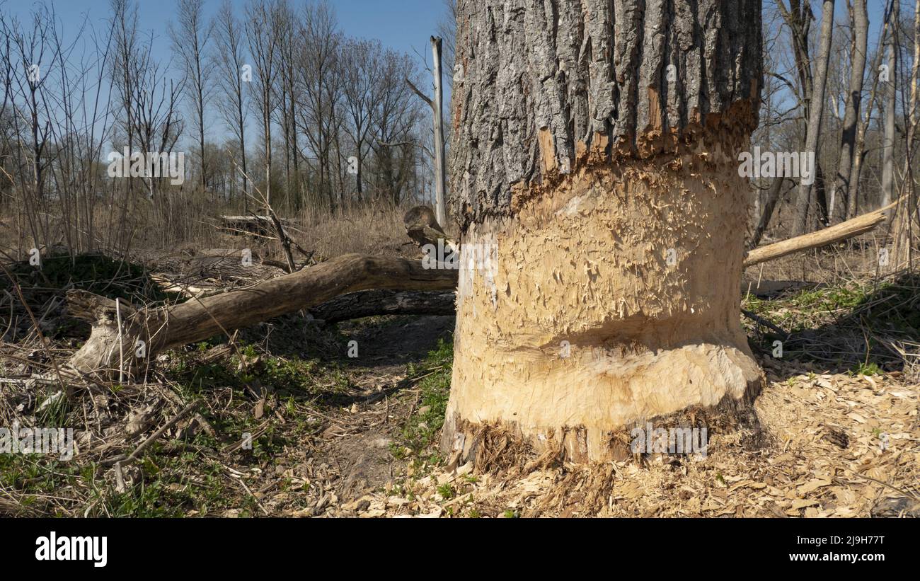 Feeding marks from beavers in a floodplain forest on the Danube, Bavaria, Germany, Europe Stock Photo