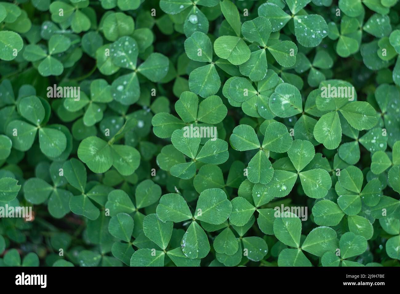 Texture of green grass. Background from clover.  Stock Photo