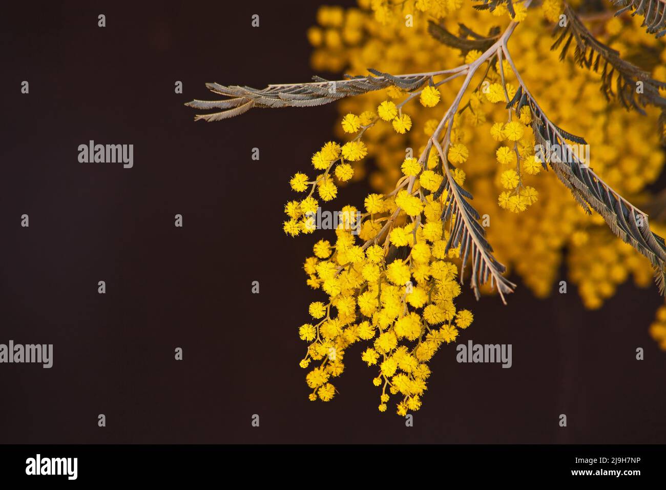 Macro image of the bright yellow flowers of the Black Wattle (Acasia mearnsii) Stock Photo