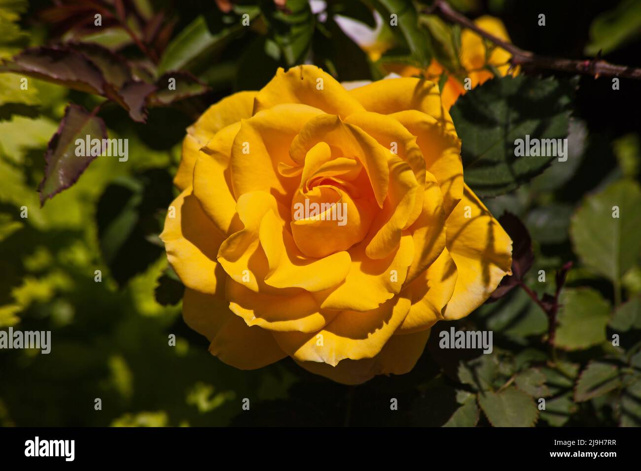 Image of beautiful yellow rose close up hi-res stock photography and ...