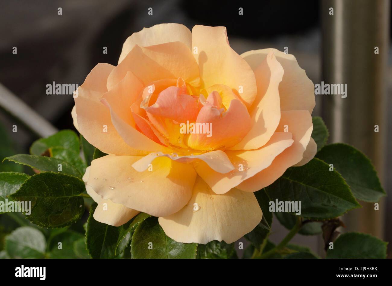 Die Blütenfarbe der Rose 'Hansestadt Rostock' variiert zwischen einem warmen Bernsteinton und einem frischen Apricot-Orange Stock Photo