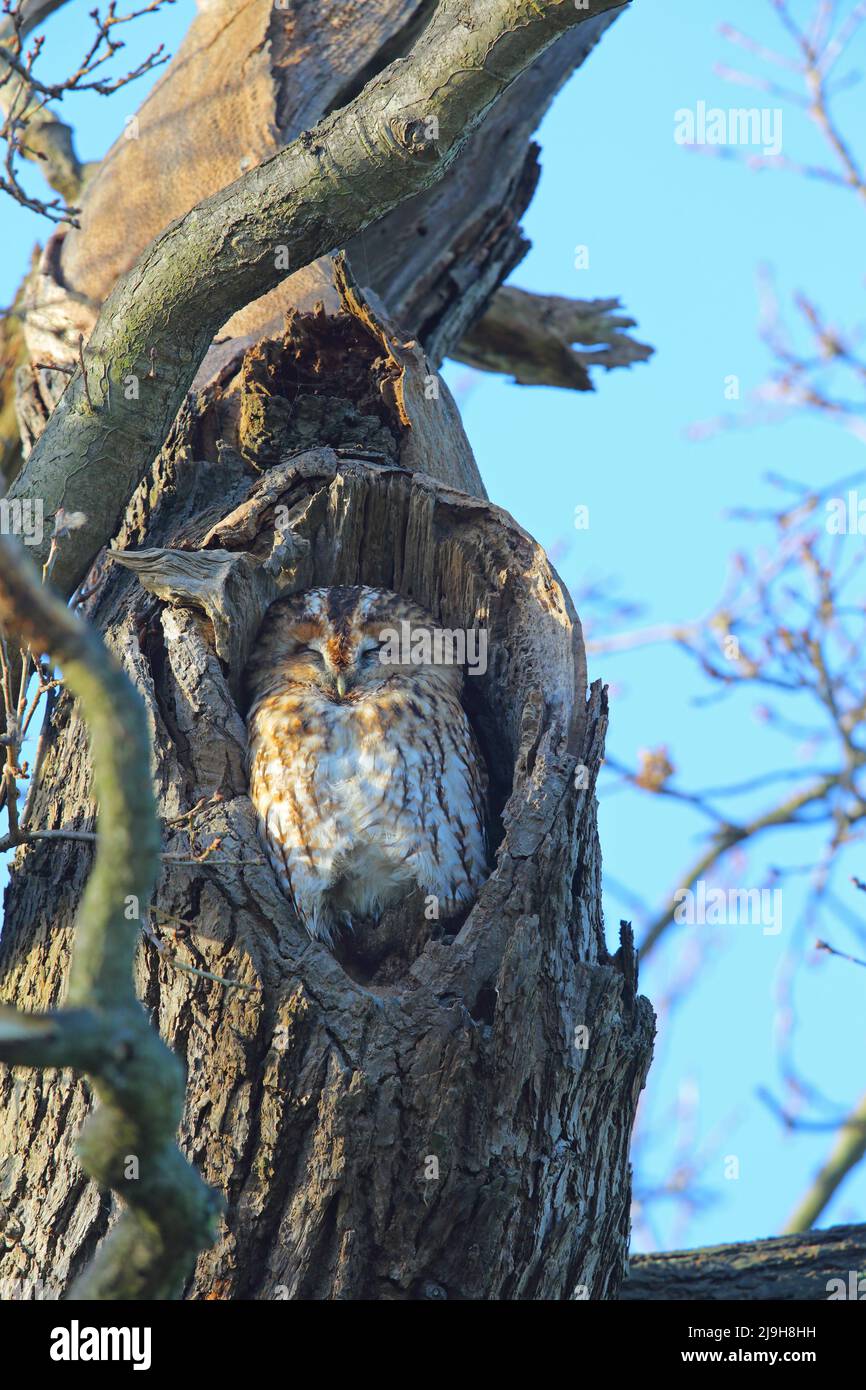Mabel, the adult Tawny Owl (Strix aluco) roosting in Christchurch Park, Ipswich, Suffolk Stock Photo