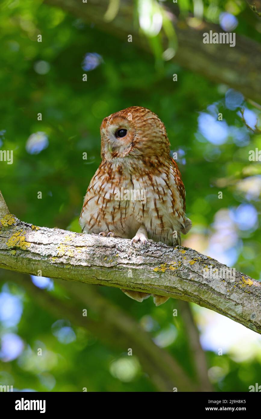 An adult Tawny Owl (Strix aluco) in spring in the daytime, eastern England Stock Photo