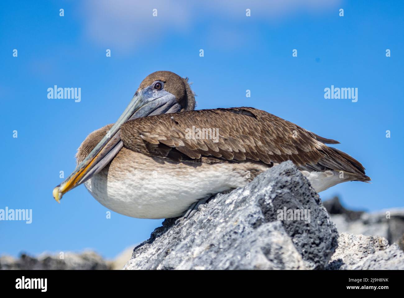 The Galapagos brown pelican (Pelecanus occidentalis urinator) sitting on a rock. A heavy waterbird with long bills used to scoop-net their prey. Stock Photo