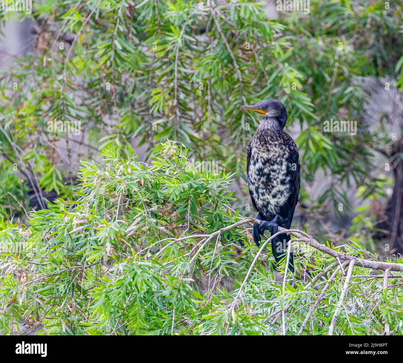 Cormorant a front view shot on a tree Stock Photo - Alamy