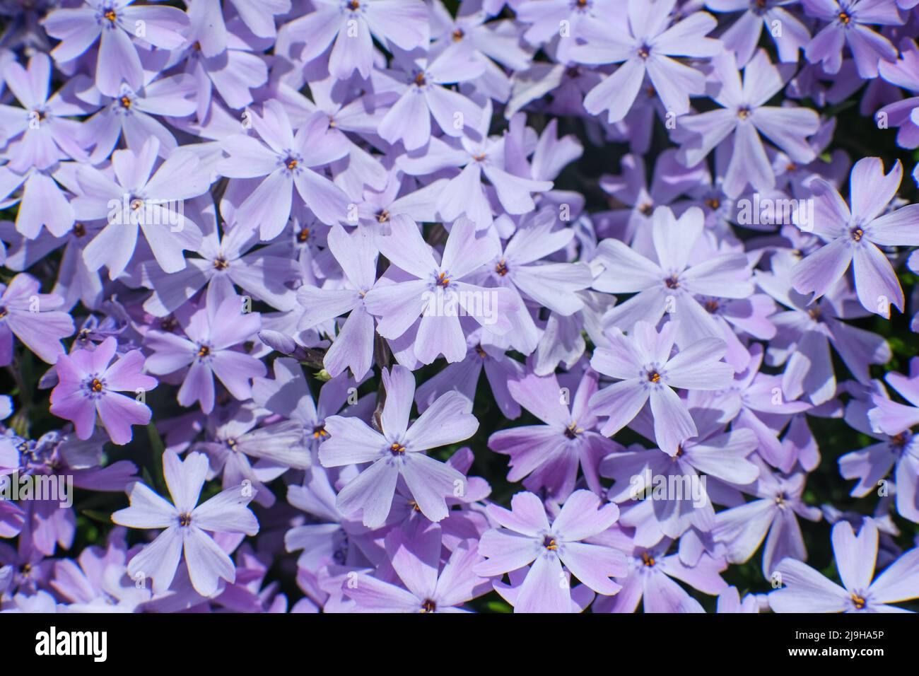Green foliage of creeping phlox hi-res stock photography and images - Alamy