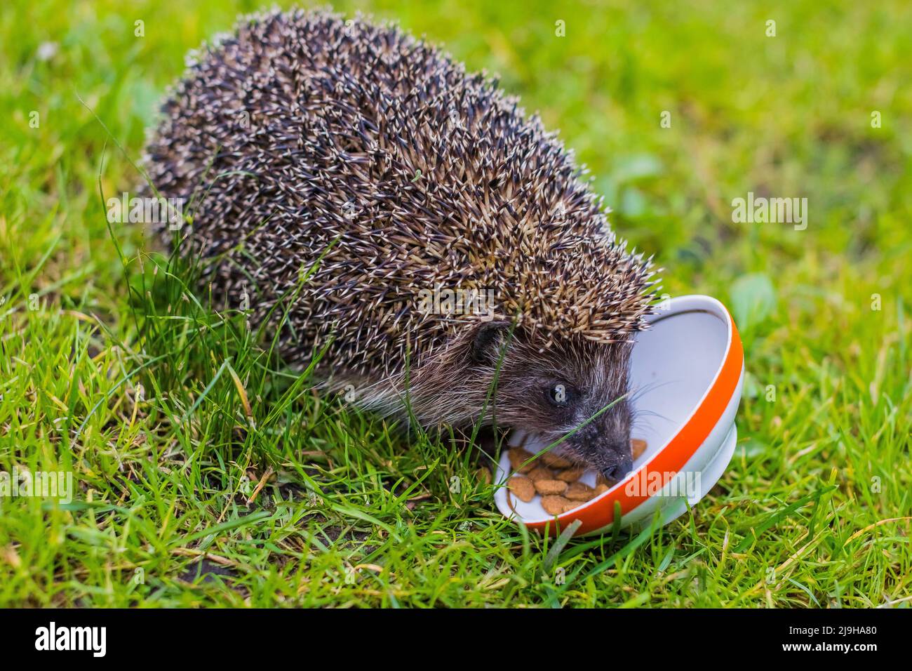 Hedgehog, Scientific name: Erinaceus Europaeus. Close up of a wild