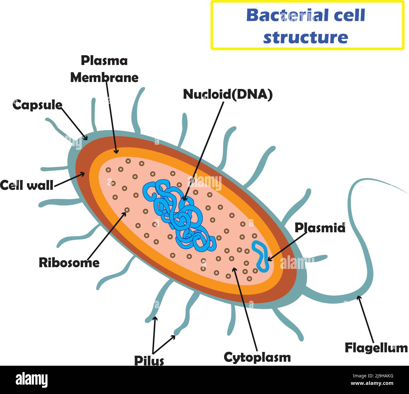 Bacterial Cell Under Microscope Labeled