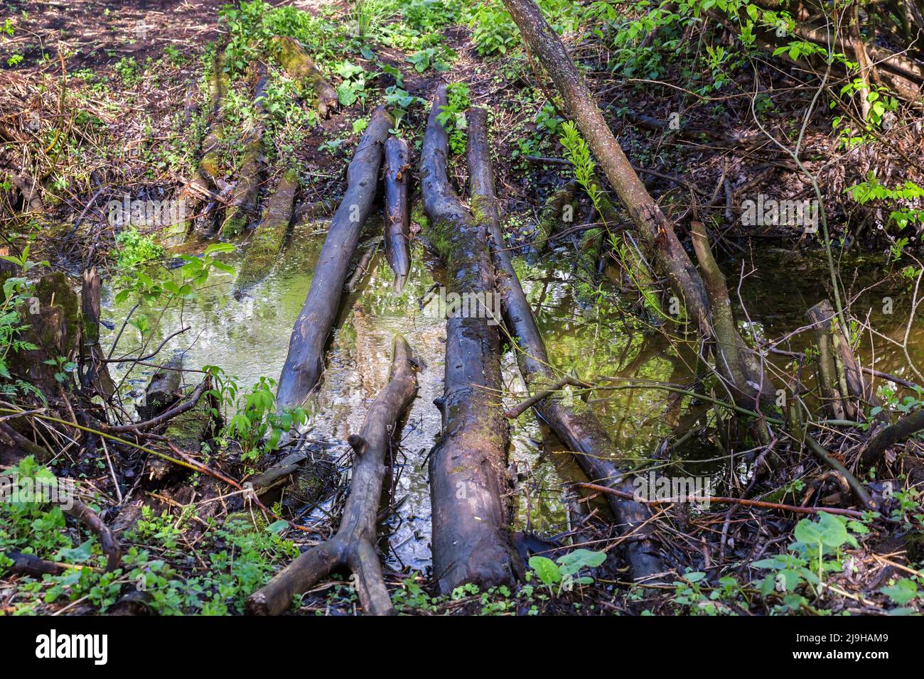 Bridge made of logs across a puddle in the forest Stock Photo - Alamy