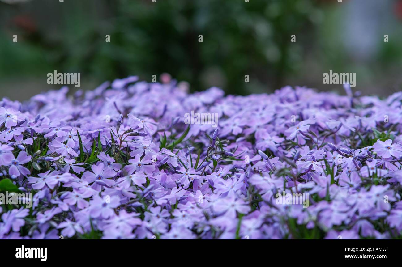 Green foliage of creeping phlox hi-res stock photography and images - Alamy