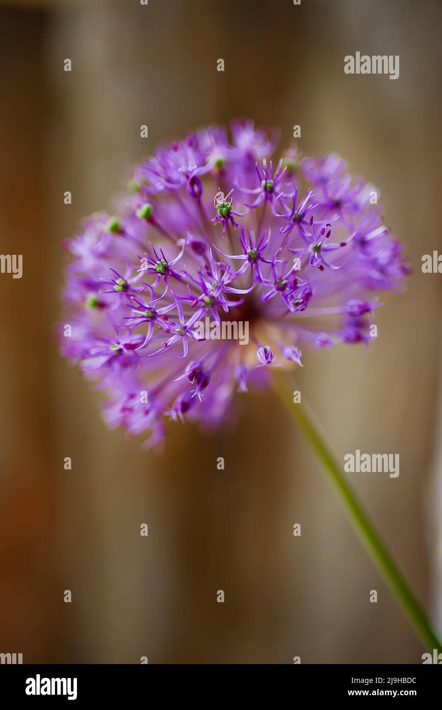 Ornamental onions are close relatives of the common edible onion and garlic and are part of the Alliaceae subfamily of the Amaryllidaceae family. Stock Photo