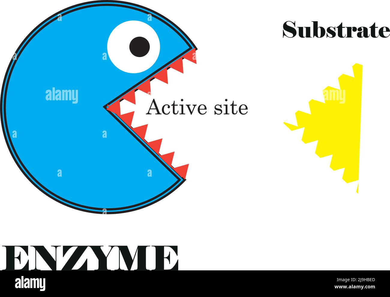 Scientific Concept Of How Enzyme Works.easy explanation for science