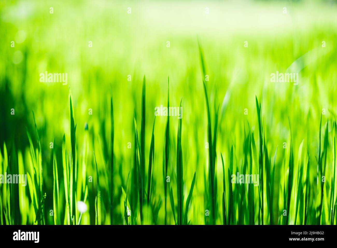 Green grass field background, close up Stock Photo - Alamy