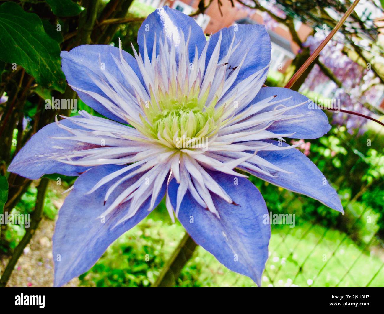 Crystal fountain clematis purple Stock Photo - Alamy