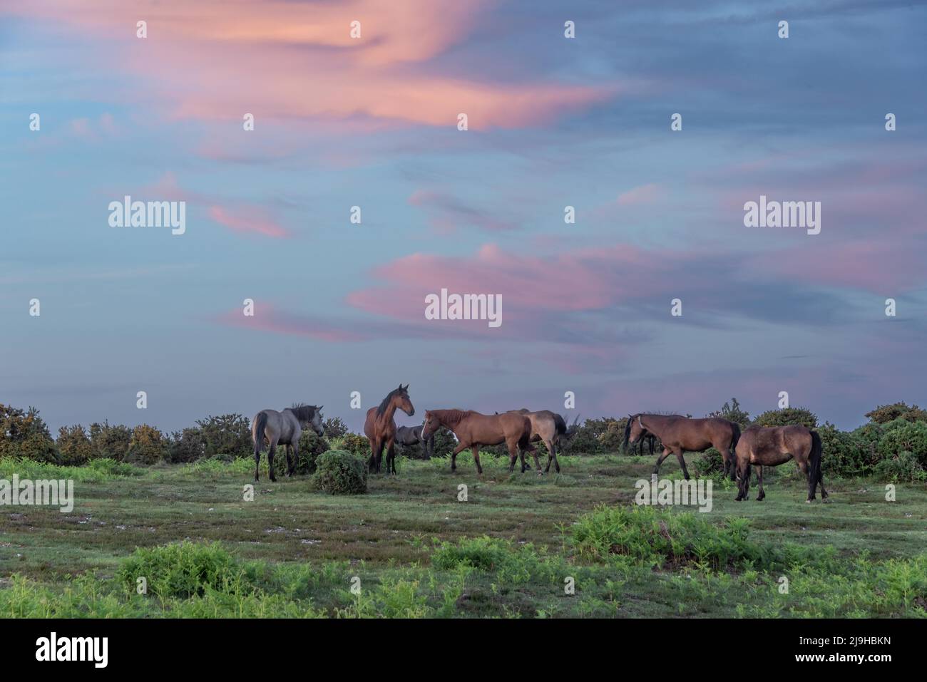 New Forest ponies at sunset Stock Photo
