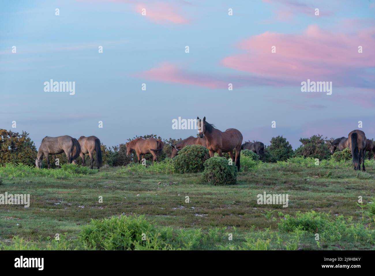 New Forest ponies at sunset Stock Photo