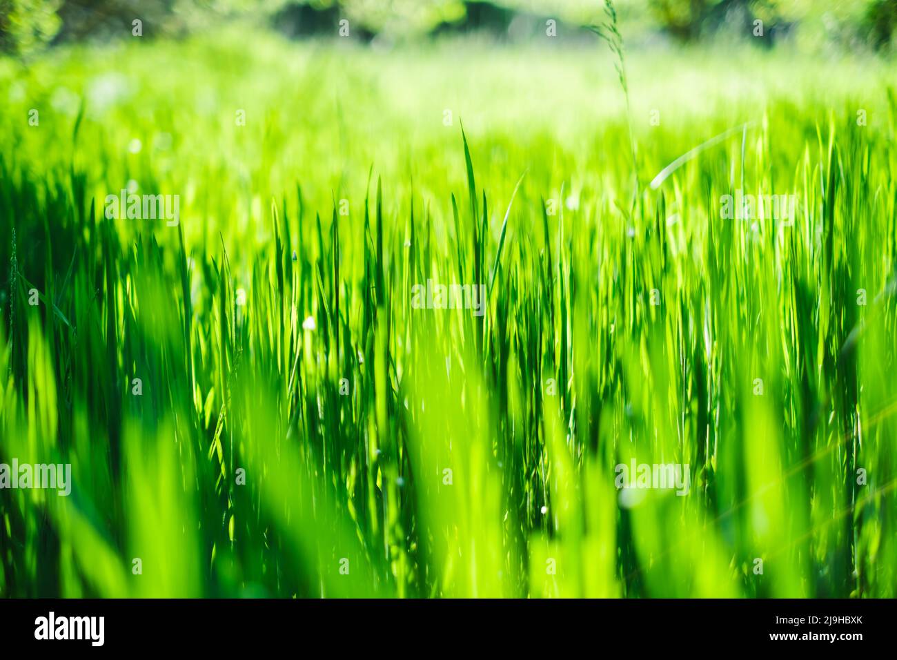 Green grass field background, close up Stock Photo - Alamy